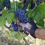 Azienda Agricola Baccagnano 3* Brisighella