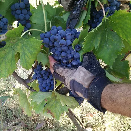 Azienda Agricola Baccagnano 3* 布里西盖拉