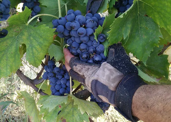 Azienda Agricola Baccagnano 3* Brisighella